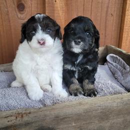 Australian Labradoodle Puppies from Country Morning Labradoodles