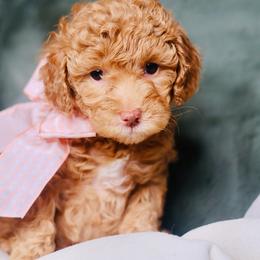 Blush - Apricot female Goldendoodle puppy in Forney, Texas from Diamond Doodle Pups and Poodles