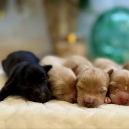 Male 5 - Caramel male Australian Labradoodle puppy in Londonderry, New Hampshire from Granite State Labradoodles