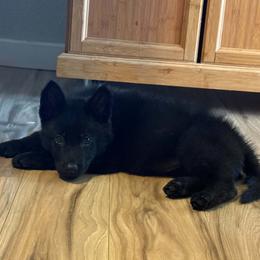 Rexi - Black female German Shepherd puppy in Crossville, Tennessee from Raising the Bar German Shepherds