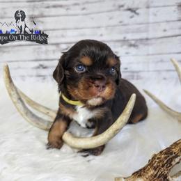 Cavalier King Charles Spaniel and Companion Cross Puppies from Pups on the Ridge