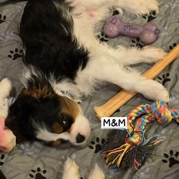 M and M - Tri-color male Cavalier King Charles Spaniel puppy in Lehi, Utah from Angels and Nobility Cavaliers