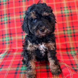 Gander - Brown white and tan male Cockapoo puppy in Saint Louis, Missouri from Jax Doodles