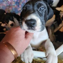 Piebald female 2 - Black and white female Great Dane puppy in Gig Harbor, Washington from Lakaya Danes