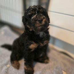 Orion - Merle male Bernedoodle puppy in Malden, Illinois from Doting Doodles