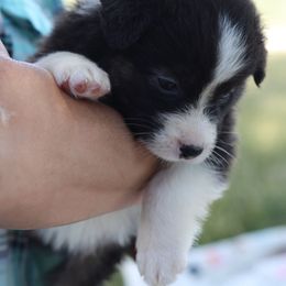 AKC Elmery - Black tri-color female Australian Shepherd puppy in Zeeland, Michigan from Apple Ridge AKC Aussies