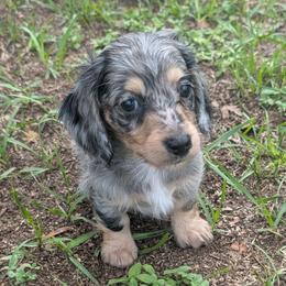 Hades - Dapple male Dachshund puppy in Winter Haven, Florida from Katrina's Punk Rock Dachshunds