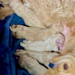Shrimp - Apricot female Goldendoodle puppy in Haltom City, Texas from Ohana Doodles