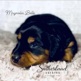 Magnolia Belle - Black and tan female Dachshund puppy in Sutherland, Virginia from Sutherland Estates Dachshunds