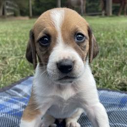 Girl 3 - American Foxhound puppy in Waxhaw, North Carolina from Setting Sun Kennel