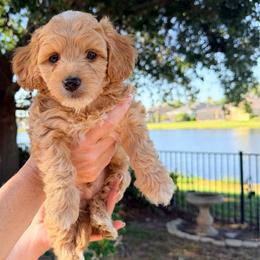 Grumpy - Red  male Goldendoodle puppy in Bradenton, Florida from Christianna’s Mini Goldendoodles