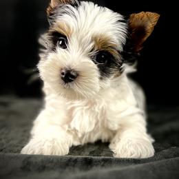Biewer Terrier Puppies from Perfección Del Cielo Biewer Terriers