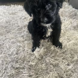 Goldendoodle Puppies from Tillie’s House of Doodles