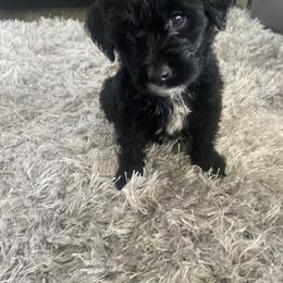 Goldendoodle Puppies from Tillie’s House of Doodles