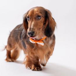 Dachshund Puppies from EntityDachs