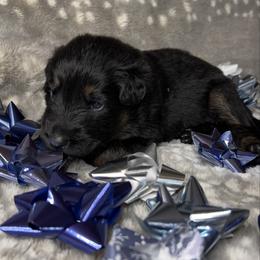 Gray color - Bi-color female German Shepherd puppy in Marion, Ohio from Legacy K9’s