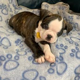 Buddy - Brindle male Companion Cross puppy in Fort Myers, Florida from Legends Frenchton's, French Bulldogs ,Boston Terriers, Reindeer chihuahuas & French Bullhuahua's