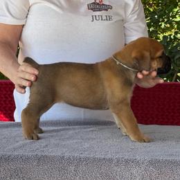 Grey Collar N - Fawn female Cane Corso puppy in Paris, Texas from Knucklehead Cane Corso