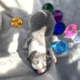 Sapphire - Blue female Border Collie puppy in Keller, Texas from Bordercollieblues