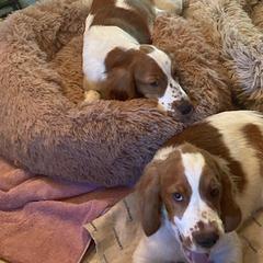 Welsh Springer Spaniel All Grown Up from Braith Welsh Springer Spaniels