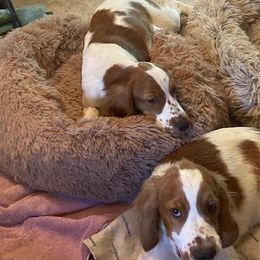Welsh Springer Spaniel All Grown Up from Braith Welsh Springer Spaniels