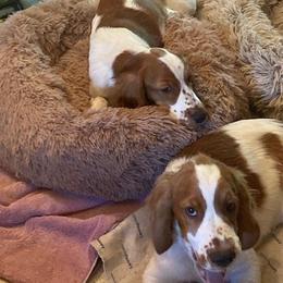 Welsh Springer Spaniel All Grown Up from Braith Welsh Springer Spaniels