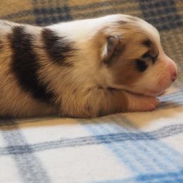 Australian Shepherd puppies from Promise Keeper Kennel