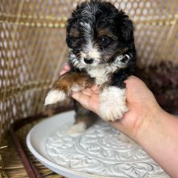 Toy Tri female 1 - Black tri-color female Aussiedoodle puppy in Belgreen, Alabama from Scott’s Farm Poodles and Doodles