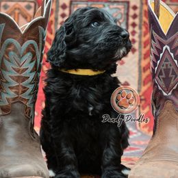 Girl 2 - female Goldendoodle puppy in Ocala, Florida from Dandy Doodles