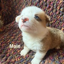 Boy 5 - White and red male Pembroke Welsh Corgi puppy in Ridgeland, South Carolina from FOF Lowcountry Corgis