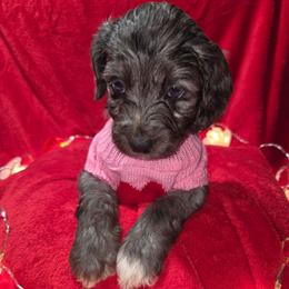 Sally - Blue merle female Aussiedoodle puppy in Cumberland, Rhode Island from W Doodle Crew