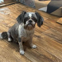 Livie - Shih Tzu