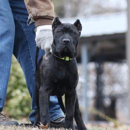 Mustard Collar - Tiger female Perro de Presa Canario puppy in Pocahontas, Illinois from Cabeza Grande Kennel