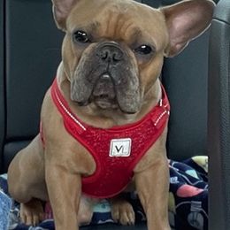 French Bulldogs from Fonzerelli’s Frenchies