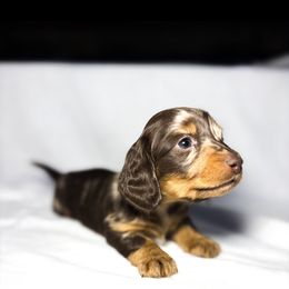 Dachshund Puppies from Lucky B Dachshund’s