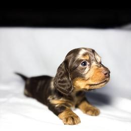 Dachshund Puppies from Lucky B Dachshund’s