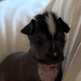 Apollo - Slate male Chinese Crested puppy in Worthington, Minnesota from Alvarez Chinese Crested