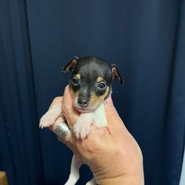 Lola's AA1 - White black and tan male Toy Fox Terrier puppy in Clermont, Florida from Debbie Hiles's Toy Fox Terriers