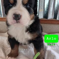 Bernese Mountain Dog Puppies from Varners Berners