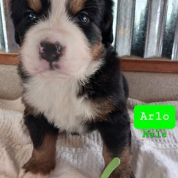 Bernese Mountain Dog Puppies from Varners Berners
