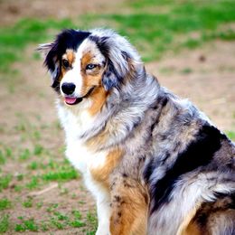 Cheyenne  - Miniature Australian Shepherd