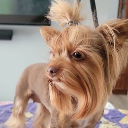 Charlie - Yorkshire Terrier