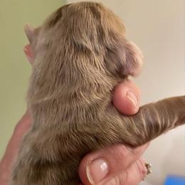 Harry - Dapple male Dachshund puppy in Lake Mary, Florida from Lakeside Doxies