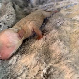 Boy 3 - Cream male Goldendoodle puppy in Haddam, Kansas from Golden B Acres