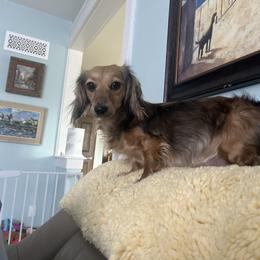 Heidi - Dachshund