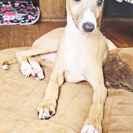 All The DoDa Day Add To Cart - Red male Italian Greyhound puppy in Cadwell, Georgia from All The DoDa Day Italian Greyhounds