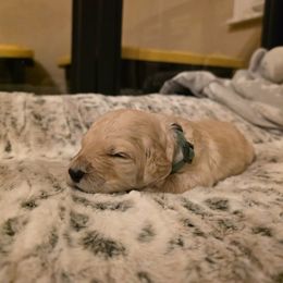 Bugatti - Apricot male Goldendoodle puppy in Sanderson, Florida from Serenity Goldendoodles