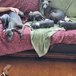 Italian Greyhound Puppies from Fisher Link