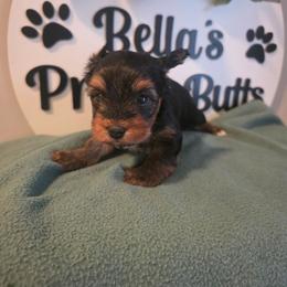 Dolph - Black and tan male Yorkshire Terrier puppy in Clermont, Florida from Bella's Prissy Butts