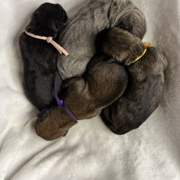 Cane Corso Puppies from Valyrian Cane Corsos